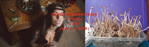 стаф Аркадак